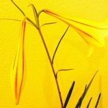 『謹賀新年2026（3）抱負』の画像