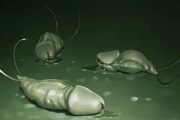 画像 通称 ペ ス魚 と呼ばれる生物がカリフォルニア沿岸に大量発生しチ コまみれに まとメメちゃん