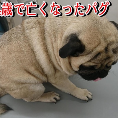 甘噛み 噛み癖のしつけ方法 ドックトレーナー直伝 トイプードル生後2ヶ月半のレッスンを披露します 可愛い動物 癒やしチャンネル