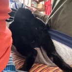 馬とニャンコと男と女