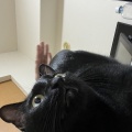 愛しのぽぽちゃん