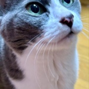 猫と一緒に北海道の冬支度（隙間テープと窓用断熱シート貼り）