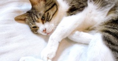 後悔する猫。