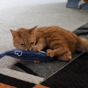 茶トラまる子と私の楽しい時間♪