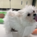 綿毛みたいなお二人🍒