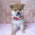☆とってもカワイイ子犬紹介☆