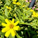 すっとこどっこい  横浜再び！