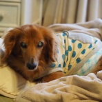 花とワンコな日々