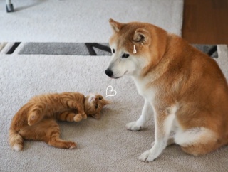 最近の犬＆猫のルーティン？