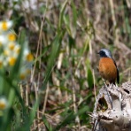 tamsan'sリストア2