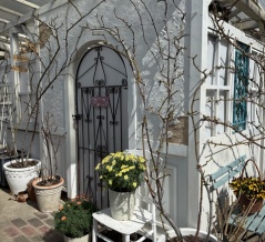 ＊バラに芽出し肥料を与えて鉢を定位置に並べました