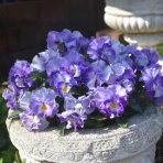 すみ子の小鳥が憩う手作りガーデン