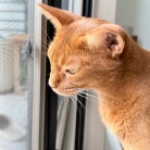 虫さんの季節と、ねこ