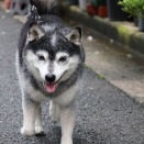 秋の長雨の鶏ごぼう釜めしと義母見舞いとブリ大根