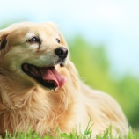 『管理は大事、管理は他人任せにはできない、管理を学ぶことは犬の命を守ること』の画像