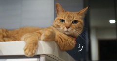 はみ出す猫…