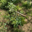 大風のバラ園