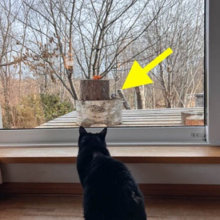 馬とニャンコと男と女