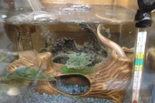 黄色いどじょう飼育記録 黄色いどじょう飼育記録