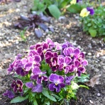 ブルーガーデンと花育て