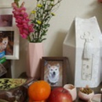 溺愛犬日記―僕は小春を愛しすぎている―