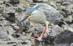 2026年5月21日の野鳥公園