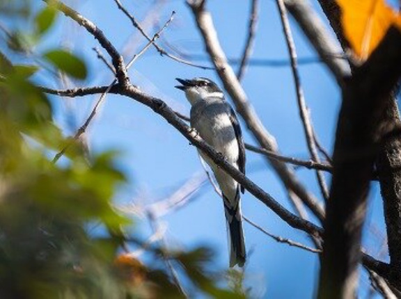 2025年12月17日の野鳥公園