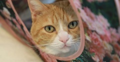 隣がうれしい猫。