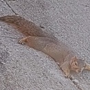 暑けりゃ子リスも熱中症など