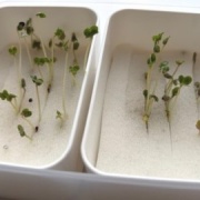 ダイソーで買った50円の種と330円のお人形