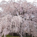 京都写真帳-3-