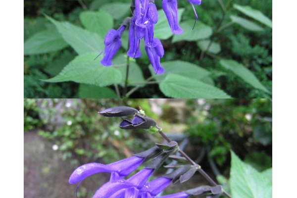 四季の花図鑑 06年06月