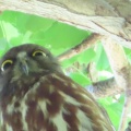 2026天然記念物大銀杏でアオバズクを撮る2🦉📸（足利市鑁阿寺）