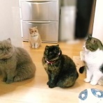 ”猫おでん”あり〼。