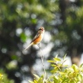 2026年10月3日の野鳥公園