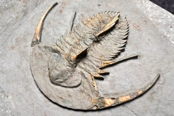 三葉虫　化石　セダリア 三葉虫 化石（Trilobite Fossil)（学名 ： Phacoida.sp） 時代