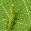 ツリフネソウが咲きだしました9/13