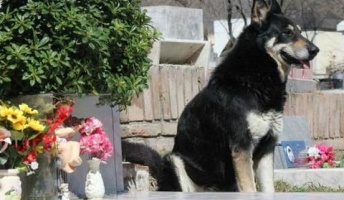愛犬が亡くなった主人の墓を見つけ出し、6年間寄り添って過ごす
