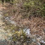 天体写真どたばた日記