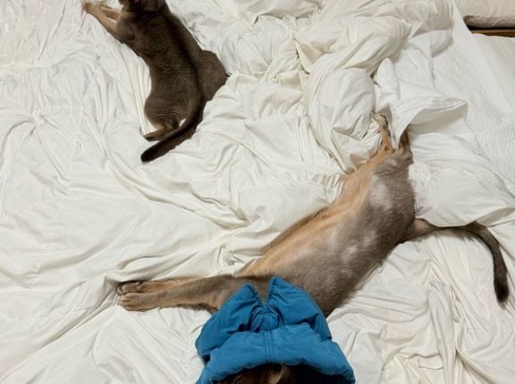 カバー無しの生布団で伸びる猫たち
