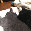 【縮まる距離】 2026後頭部まつり No.12　～クロさん＆ヒメちゃん 編＿黒猫な日常：クロネコ「黒龍」