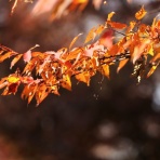 ヨウコの川歩き