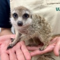  新しい小動物の紹介です🐹
