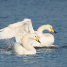 オオハクチョウの羽繕いと水浴び Whooper Swan