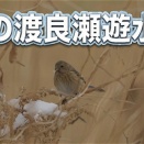 雪の渡良瀬遊水地