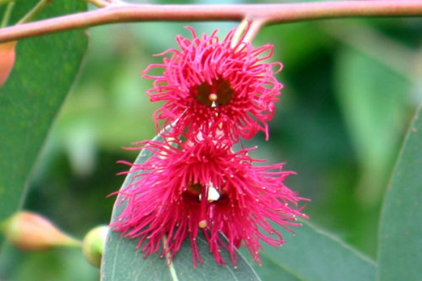 値引きする オーストラリアの花木です 1年に2回 3回花が咲きます 四季咲きブラシ カリステモン ドーソンリバー ｈ2 2m 大人気 7 植木 庭木 Labelians Fr