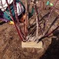 古木も頑張れ!　今年の花の為の冬仕事、冬剪定とマルチング