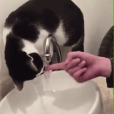 病んでるから癒やされるgif動画くれ