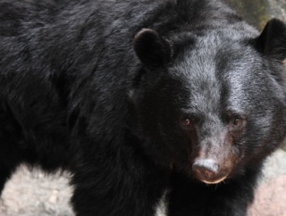 ツキノワグマなら勝てそう←この風潮なに？