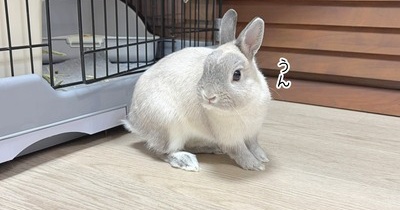 うさぎのルリ(10/16追記)